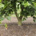 Carpinus Betulus - 2