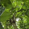 Carpinus Betulus - 3