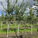 Prunus domestica 'Bleue de Belgique' - Foto 1