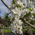 Malus domestica 'Jonagold' - 3
