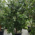 Chionanthus retusus - Foto 1
