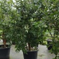 Chionanthus retusus - Foto 2