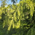 Cedrus deodara - 4