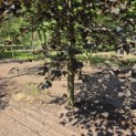 Fagus sylvatica 'Riversii' - Foto 2