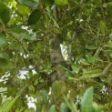 Quercus ilex - Foto 3