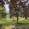 Fagus sylvatica 'Atropunicea' - Foto 1
