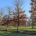 Carpinus betulus - 4