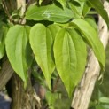 Heptacodium miconioides - Foto 4