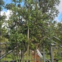 Quercus ilex - Foto 4