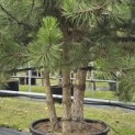 Pinus nigra 'Nigra' - Foto 1