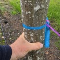 Carpinus betulus - Foto 7