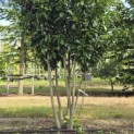 Prunus laurocerasus 'Caucasica' - 2