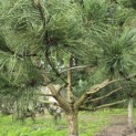 Pinus nigra - Foto 6