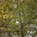Fagus sylvatica 'Atropunicea' - Foto 1