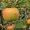 Malus domestica 'Jonagold' - Foto 3