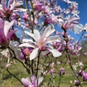 Magnolia loebneri 'Leonard Messel' - Foto 3