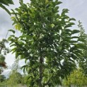 Magnolia 'Wada's Memory' - 6