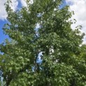 Liquidambar styraciflua - Foto 3