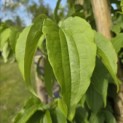 Heptacodium miconioides - Foto 5