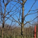 Prunus avium 'Regina' - 2