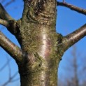 Prunus avium 'Regina' - 3