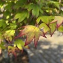 Acer palmatum 'Tsumabeni' - 2