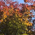 Fagus sylvatica 'Atropunicea' - Foto 1