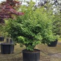 Hamamelis x intermedia 'Arnold Promise' - juni 2025