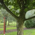 Platanus hispanica dak of knotvorm - 1