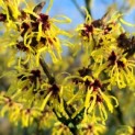 Hamamelis mollis 'Westerstede' -