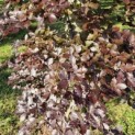 Fagus sylvatica 'Atropunicea' - Foto 1