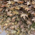 Acer plat. 'Crimson King' - juni 2026 verkleuring naar choco-bruin