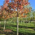 Liquidambar styraciflua 'Worplesdon' - 1
