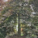 Acer palmatum 'Inaba Shidare' - 2