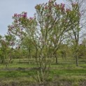 Magnolia 'Susan' - 3