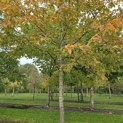 Carpinus betulus - 7