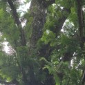 Metasequoia glyptostroboides - Foto 3