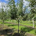 Malus domestica 'Notarisappel' - 2