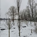Fagus sylvatica 'Dawyck Gold' - 1