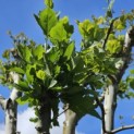 Platanus x Hispanica - 2