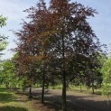 Fagus sylvatica 'Atropunicea' - Foto 2