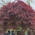 Acer palmatum 'Garnet' - 3