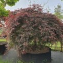 Acer palmatum 'Garnet' - Foto 3