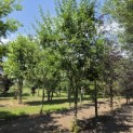 Prunus domestica 'Bleue de Belgique' - Foto 2