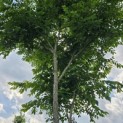Gymnocladus dioica - 6