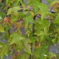 Acer buergerianum - 1