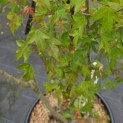 Acer buergerianum - 2