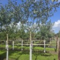 Malus domestica 'Schone van Boskoop' - 1