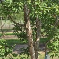 Acer Triflorum - Foto 1