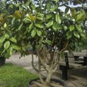 Magnolia grandiflora 'Goliath' - 1